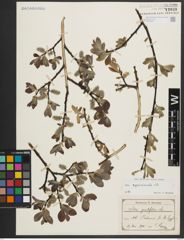 Foto von Salix appendiculata Vill.
